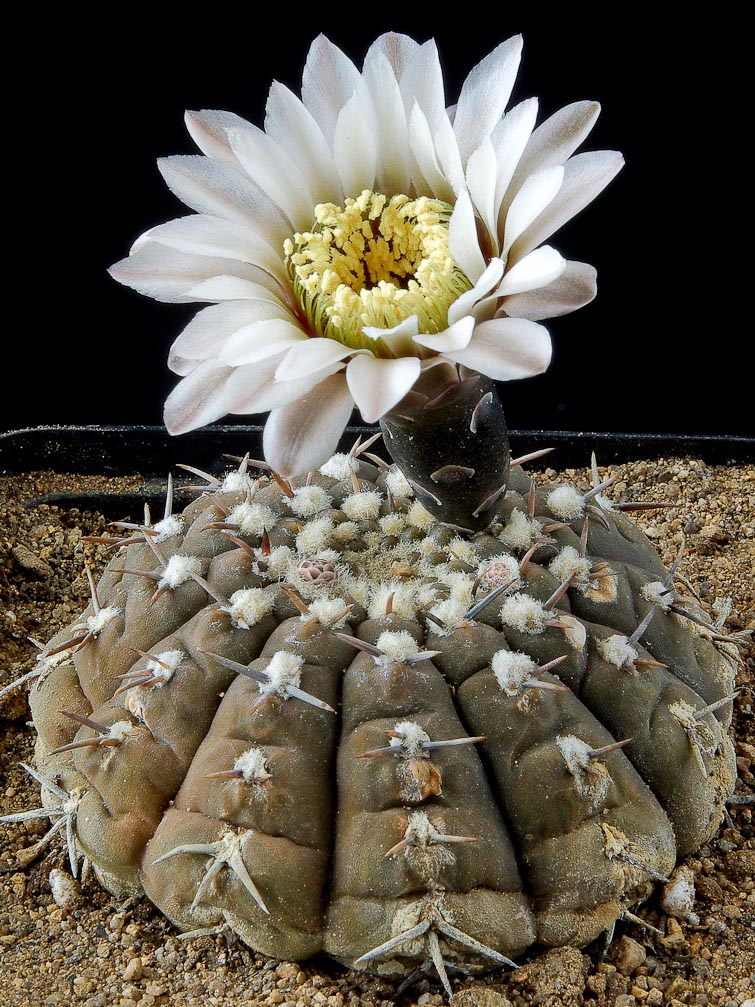 Gymnocalycium riojense ssp kozelskyanum
